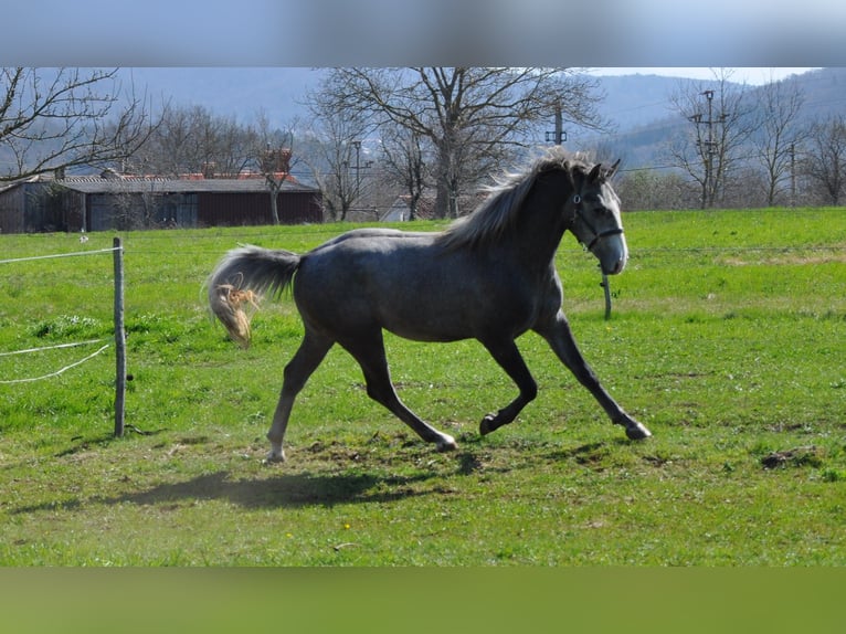 Lipizzan Étalon 3 Ans 153 cm Gris pommelé in Vremski Britof