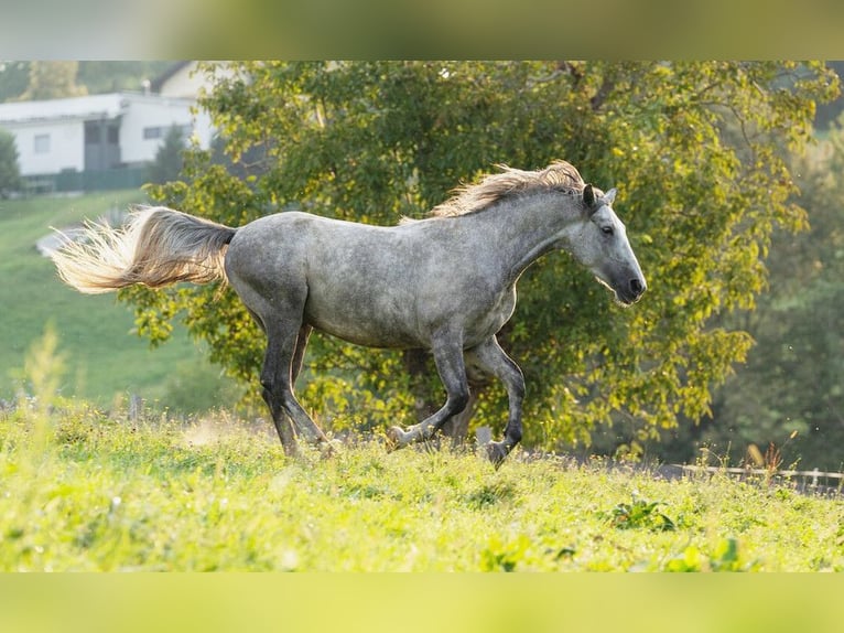 Lipizzan Étalon 3 Ans 158 cm Gris in Ptuj