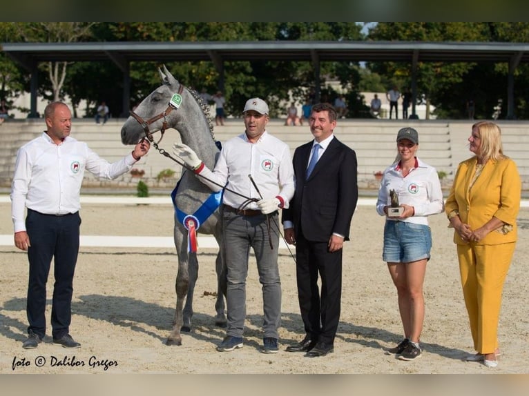 Lipizzan Étalon 3 Ans 160 cm Gris in Radovljica