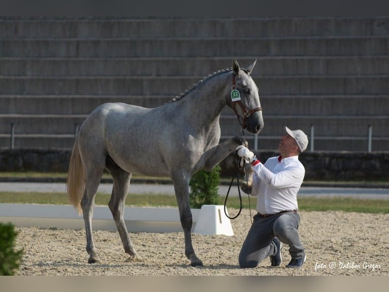 Lipizzan Étalon 3 Ans 160 cm Gris in Radovljica