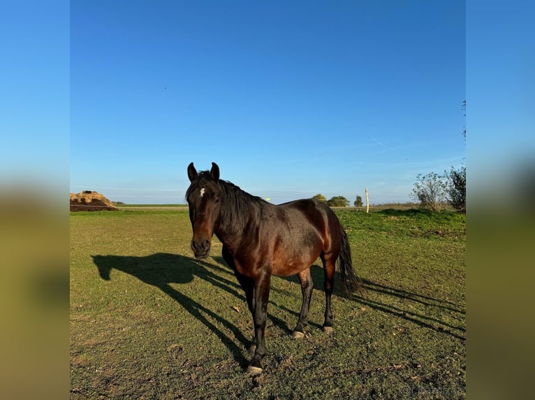 Lipizzan Étalon 4 Ans 154 cm Bai in Krhovice