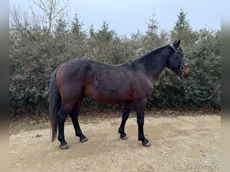 Lipizzan Étalon 4 Ans 154 cm Bai in Krhovice