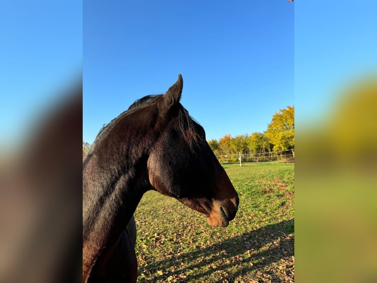 Lipizzan Étalon 4 Ans 154 cm Bai in Krhovice