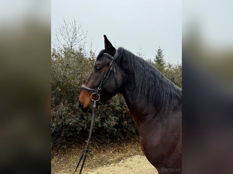 Lipizzan Étalon 4 Ans 154 cm Bai in Krhovice