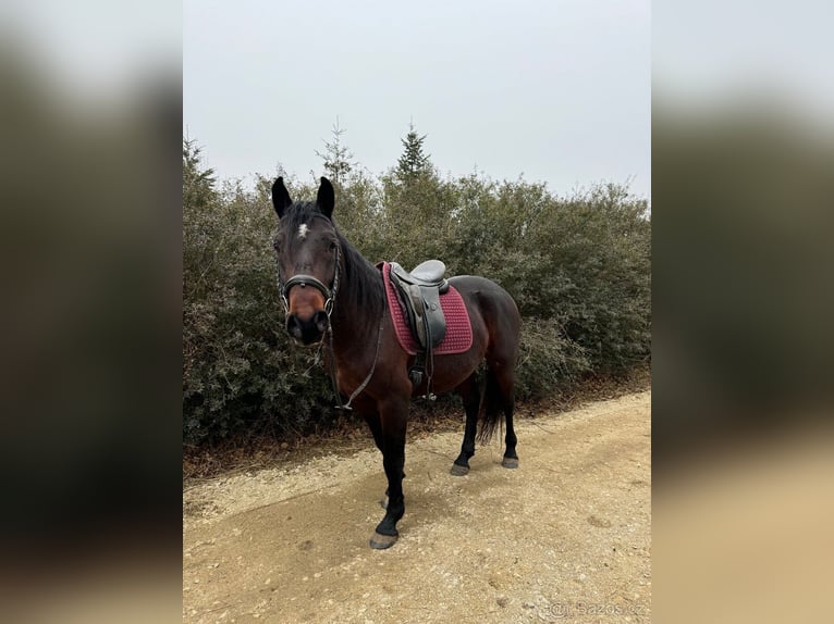 Lipizzan Étalon 4 Ans 154 cm Bai in Krhovice