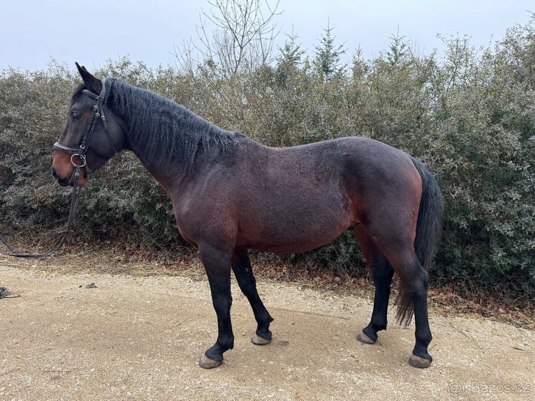 Lipizzan Étalon 4 Ans 154 cm Bai in Krhovice