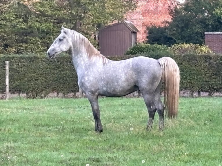 Lipizzan Étalon 4 Ans 159 cm Blanc in Ruddervoorde
