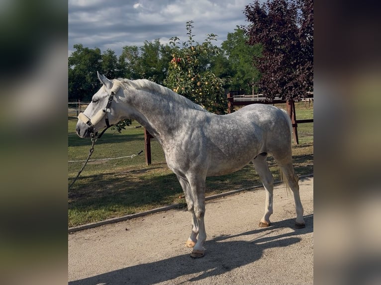 Lipizzan Étalon 5 Ans 147 cm Gris in Tass
