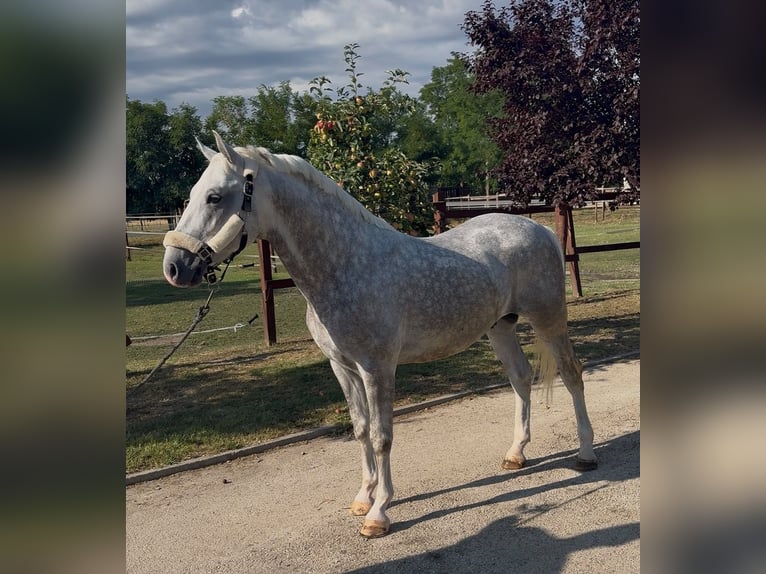 Lipizzan Étalon 5 Ans 147 cm Gris in Tass