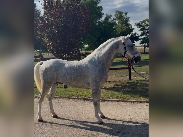 Lipizzan Étalon 5 Ans 147 cm Gris in Tass