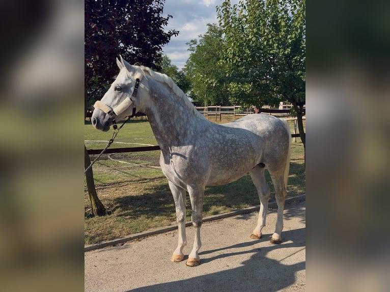 Lipizzan Étalon 5 Ans 147 cm Gris in Tass