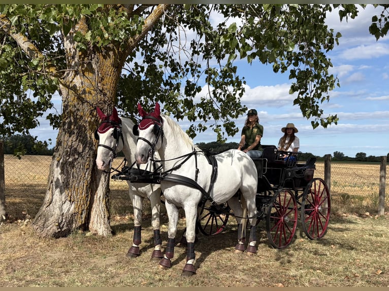 Lipizzan Étalon 5 Ans 161 cm Gris in Vokány