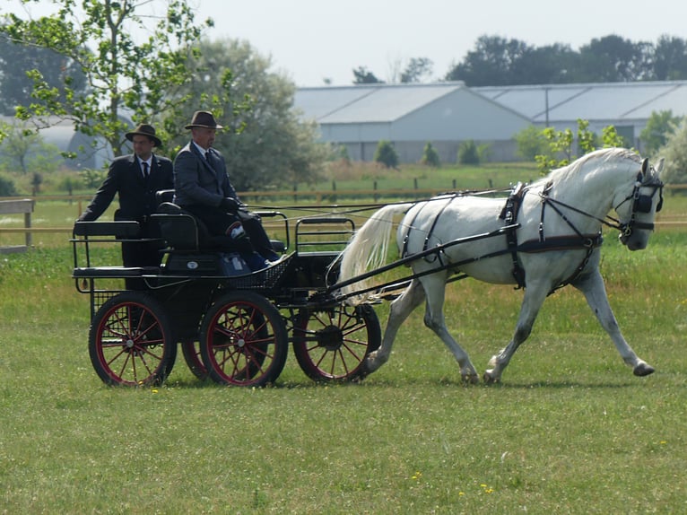 Lipizzan Étalon 5 Ans 161 cm Gris in Vokány