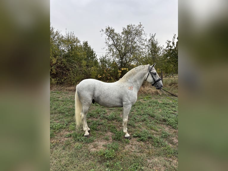 Lipizzan Étalon 7 Ans 156 cm Blanc in Đakovo