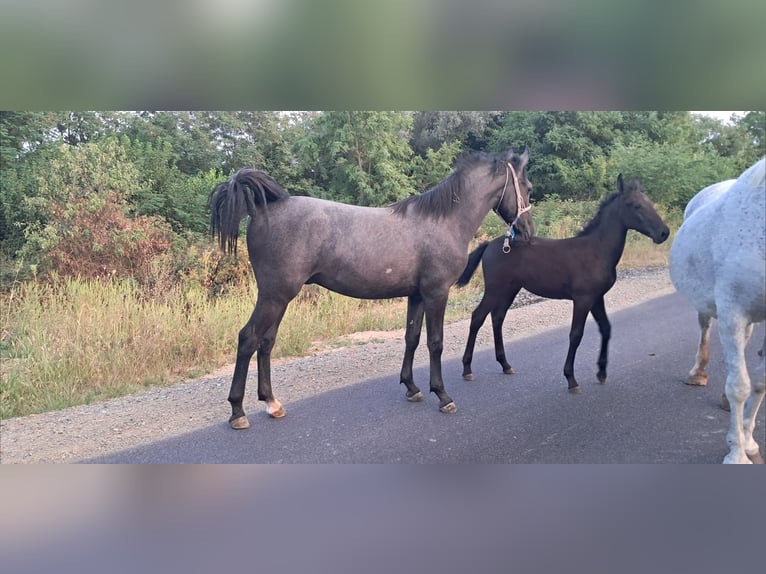 Lipizzan Étalon Gris in Tisovac