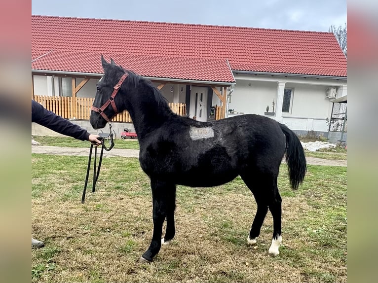 Lipizzan Étalon Poulain (05/2025) 134 cm Gris in Vokány