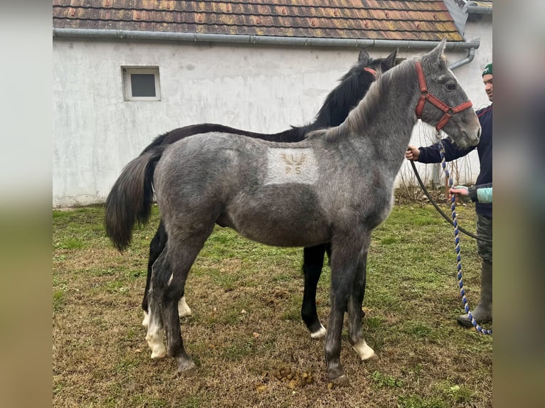 Lipizzan Étalon Poulain (05/2025) 134 cm Gris in Vokány