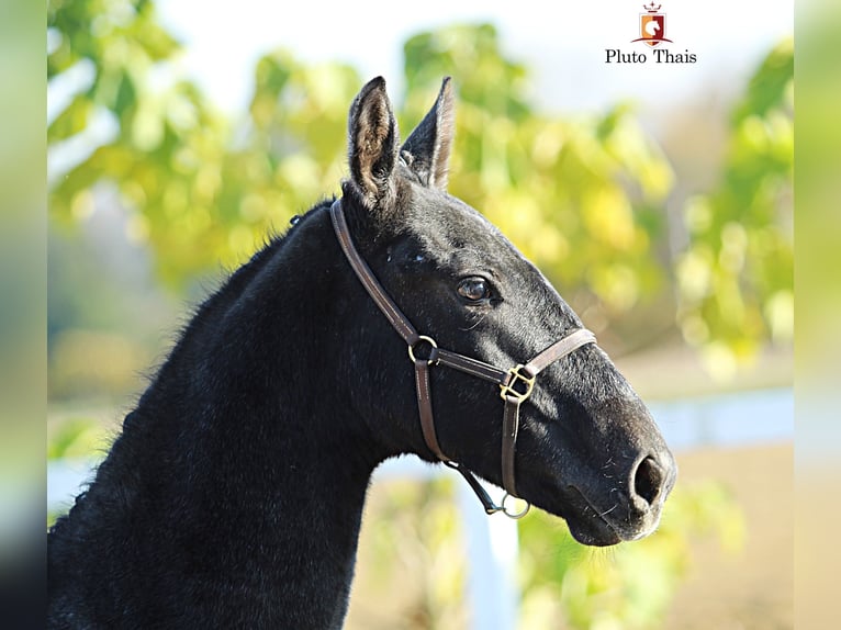 Lipizzan Étalon  155 cm Gris in Trnovska vas