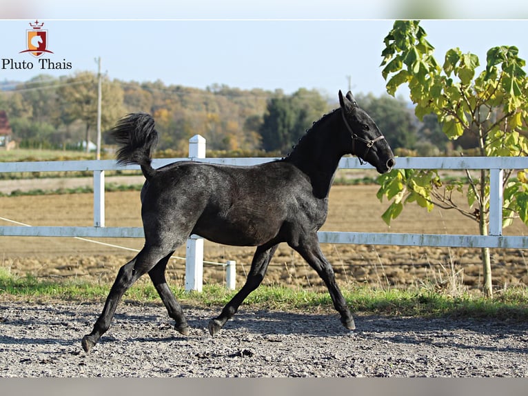 Lipizzan Étalon  155 cm Gris in Trnovska vas