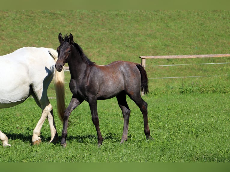 Lipizzan Étalon Poulain (04/2024) 156 cm Gris in radovljica