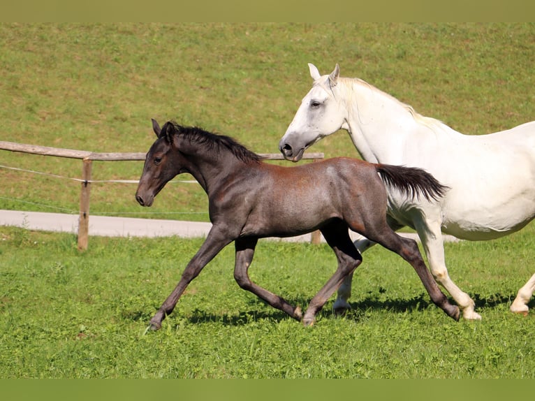 Lipizzan Étalon Poulain (04/2024) 156 cm Gris in radovljica