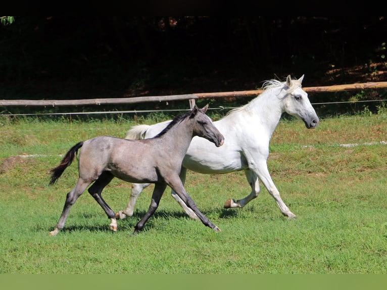 Lipizzan Étalon Poulain (04/2024) 158 cm Gris in Radovljica