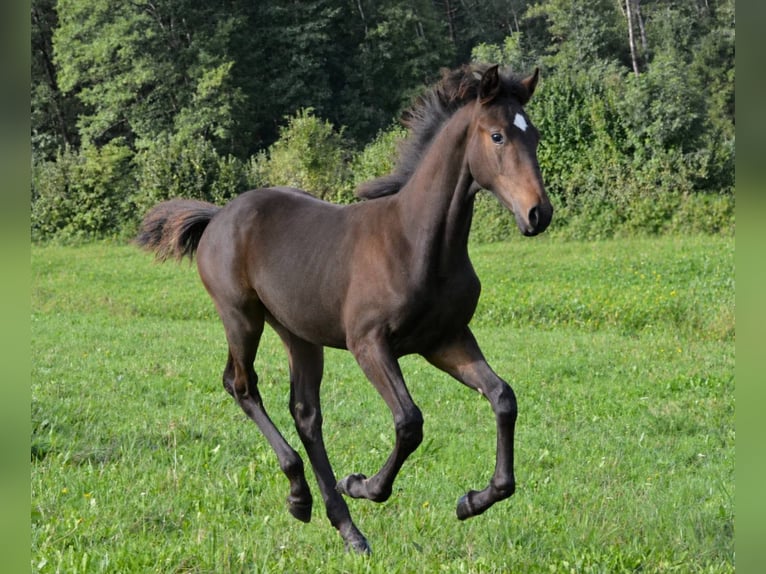 Lipizzan Étalon Poulain (04/2026) 159 cm Bai brun in Glanegg