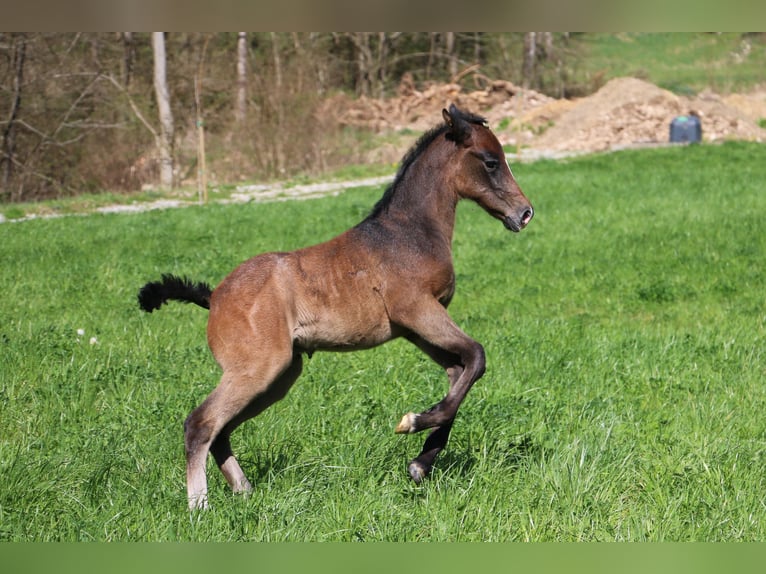 Lipizzan Étalon Poulain (03/2024) 160 cm Gris in radovljica