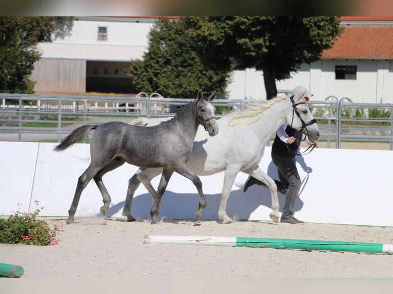 Lipizzan Étalon Poulain (05/2026)  in Idrija