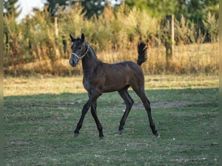 Lipizzan Étalon Poulain (05/2024) Gris in Martin, Slovensko