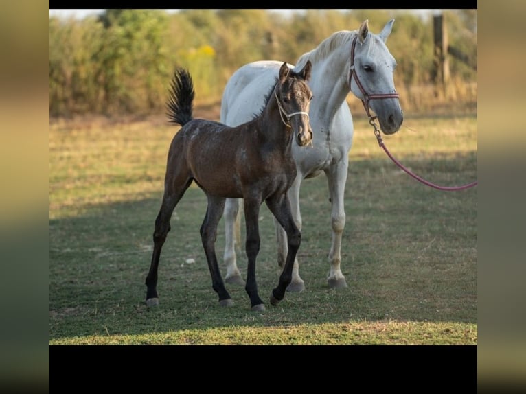 Lipizzan Étalon Poulain (05/2024) Gris in Martin, Slovensko