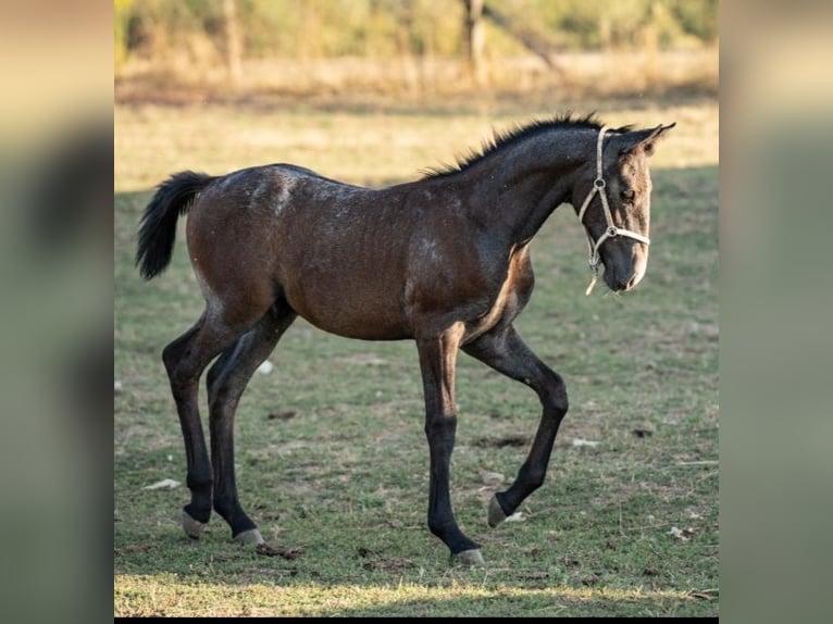 Lipizzan Étalon Poulain (05/2024) Gris in Martin, Slovensko