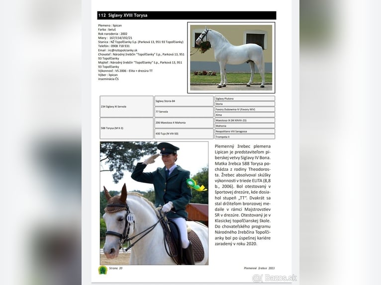 Lipizzan Étalon Poulain (05/2024) Gris in Martin, Slovensko