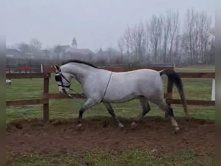 Lipizzan Hongre 10 Ans 157 cm Gris in Tass