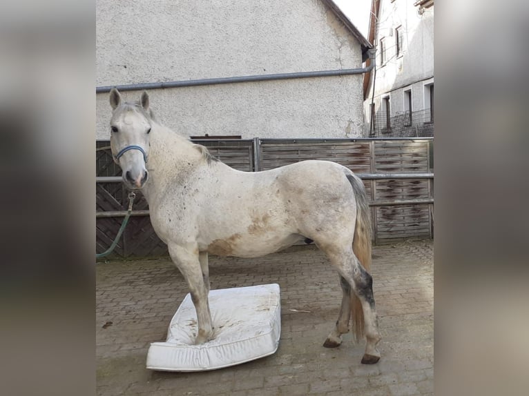 Lipizzan Hongre 10 Ans 160 cm Gris in Geislingen an der Steige