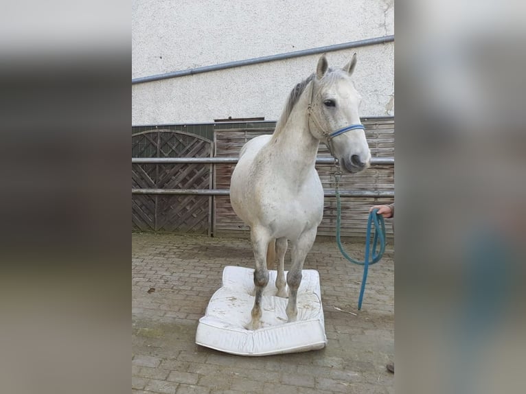 Lipizzan Hongre 10 Ans 160 cm Gris in Geislingen an der Steige