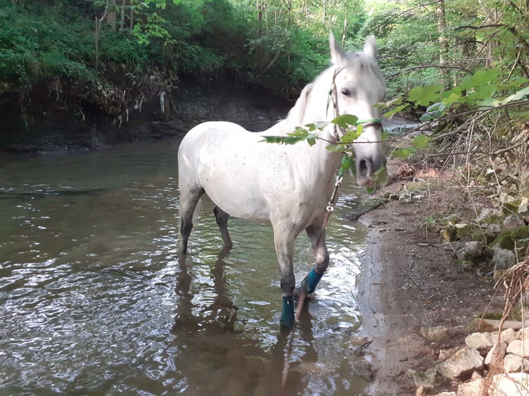 Lipizzan Hongre 10 Ans 160 cm Gris in Geislingen an der Steige