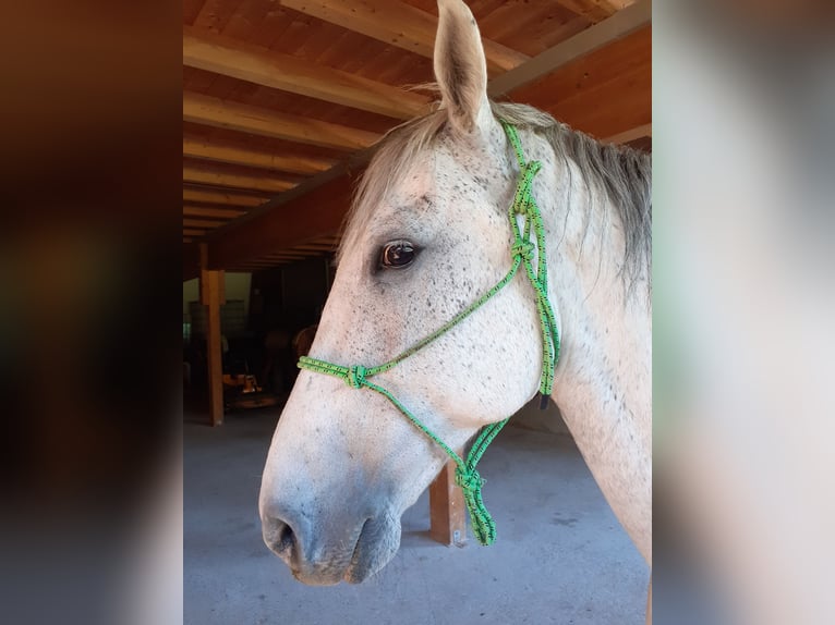 Lipizzan Hongre 10 Ans 160 cm Gris in Geislingen an der Steige