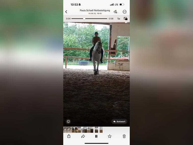 Lipizzan Hongre 10 Ans 160 cm Gris in Blindheim