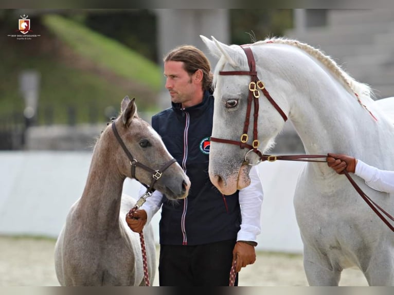 Lipizzan Hongre 10 Ans 160 cm Pinto in Trnovska vas