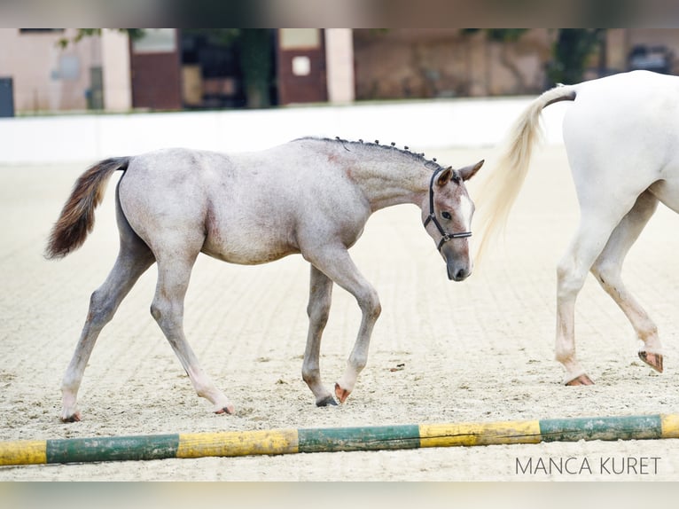 Lipizzan Hongre 10 Ans 160 cm Pinto in Trnovska vas