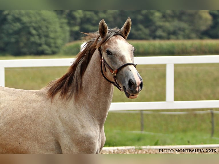 Lipizzan Hongre 10 Ans 160 cm Pinto in Trnovska vas