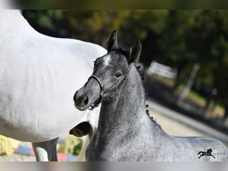 Lipizzan Hongre 10 Ans 160 cm Pinto in Trnovska vas