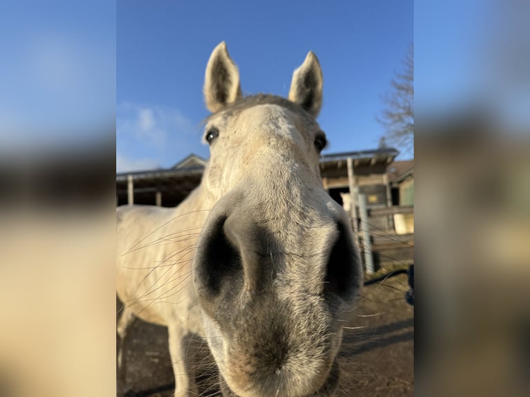 Lipizzan Hongre 10 Ans 163 cm Gris moucheté in Dunningen