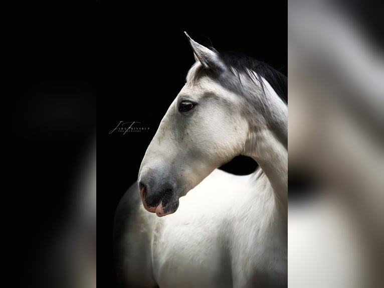 Lipizzan Hongre 10 Ans 165 cm Gris in Rosendahl