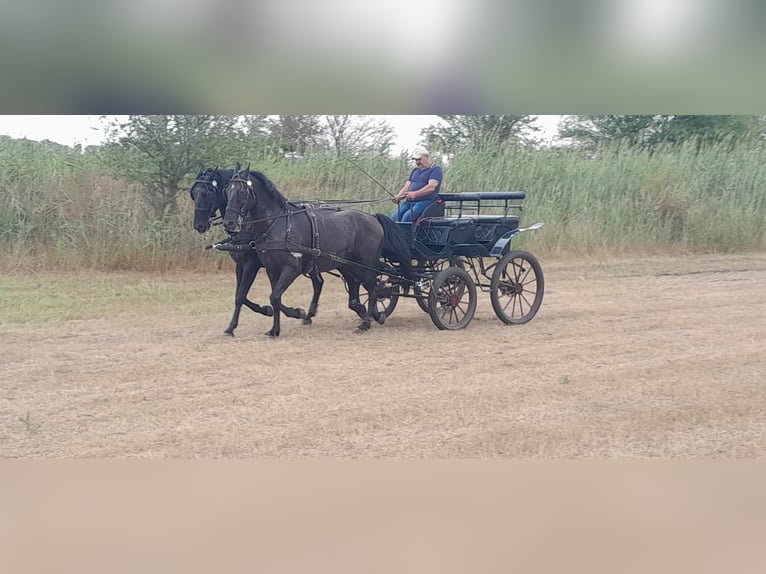 Lipizzan Hongre 10 Ans 165 cm Noir in Sarbogard