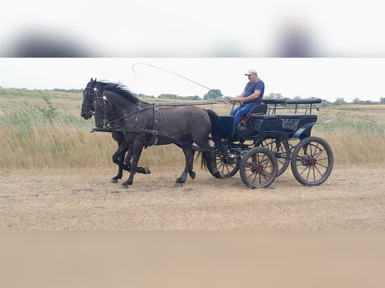 Lipizzan Hongre 10 Ans 165 cm Noir in Sarbogard