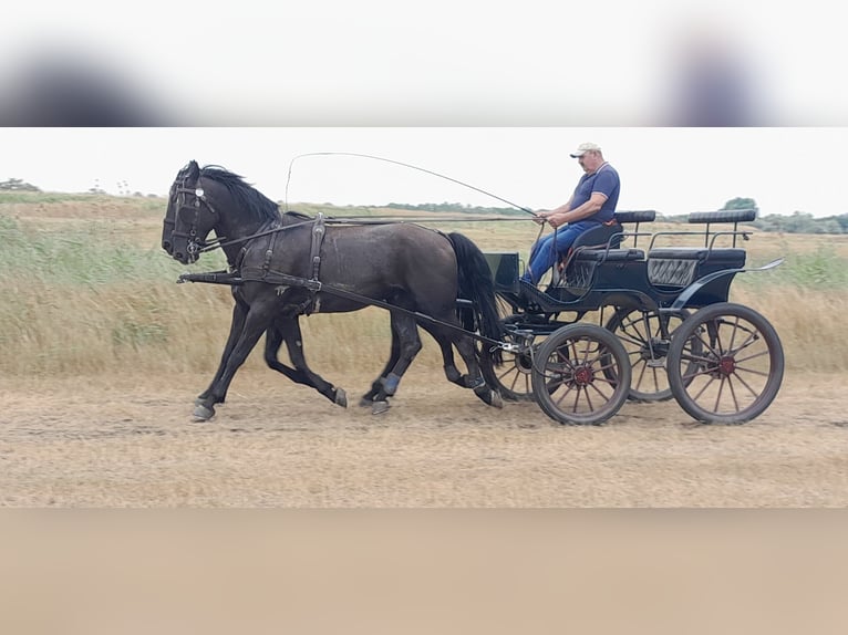 Lipizzan Hongre 10 Ans 165 cm Noir in Sarbogard