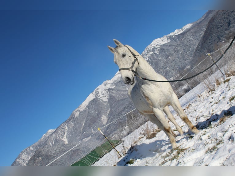 Lipizzan Hongre 10 Ans Gris in Roßleithen