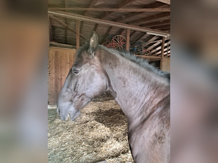 Lipizzan Croisé Hongre 11 Ans 160 cm Bai brun foncé in Rieden